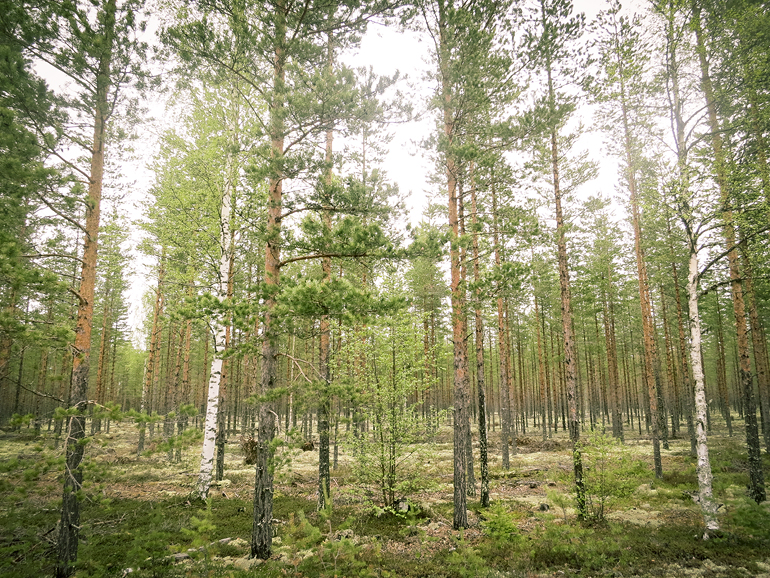 hälsingland färila skog