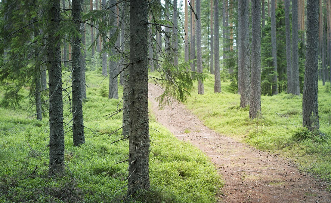 skog hälsingland