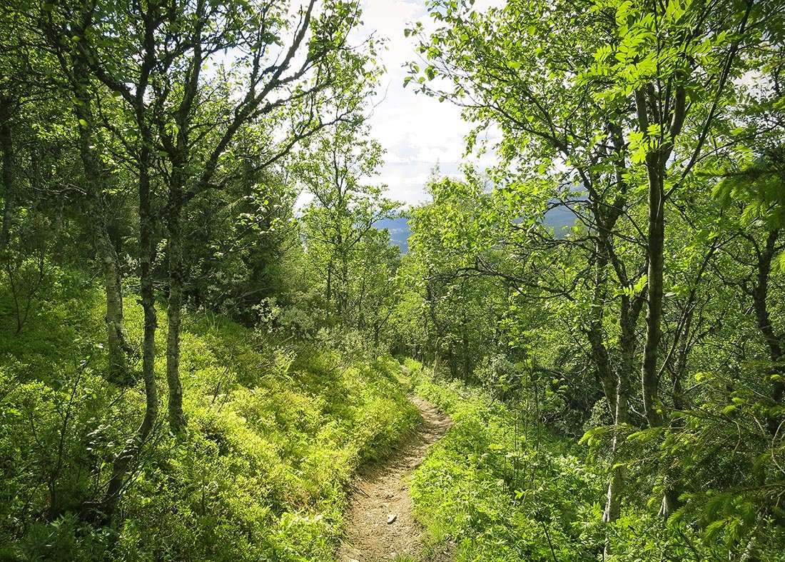 totthummeln åre
