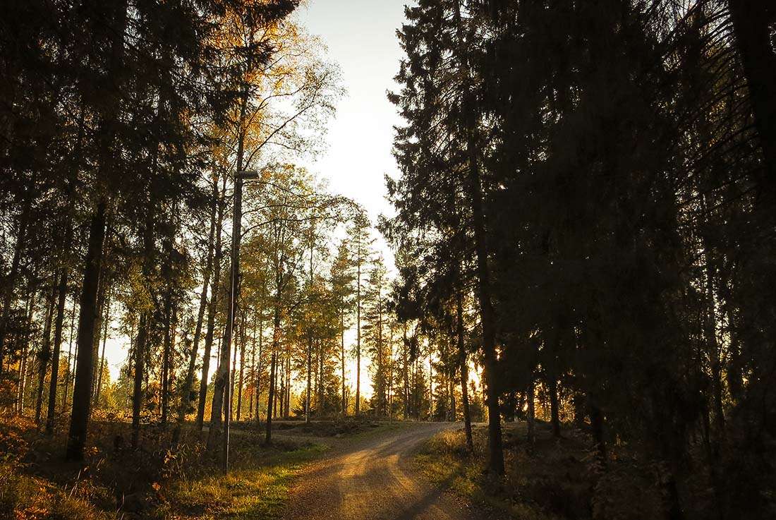 höst högbo