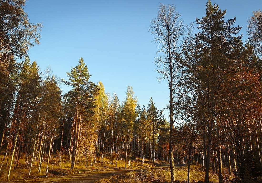 höst högbo