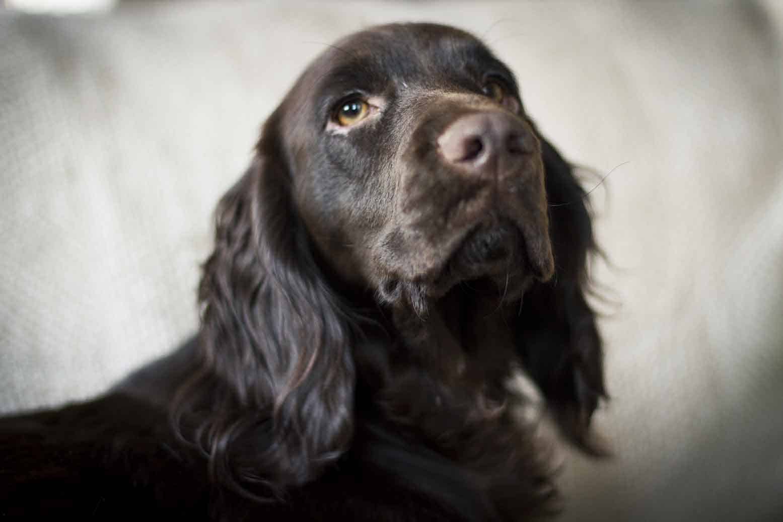 hazel
