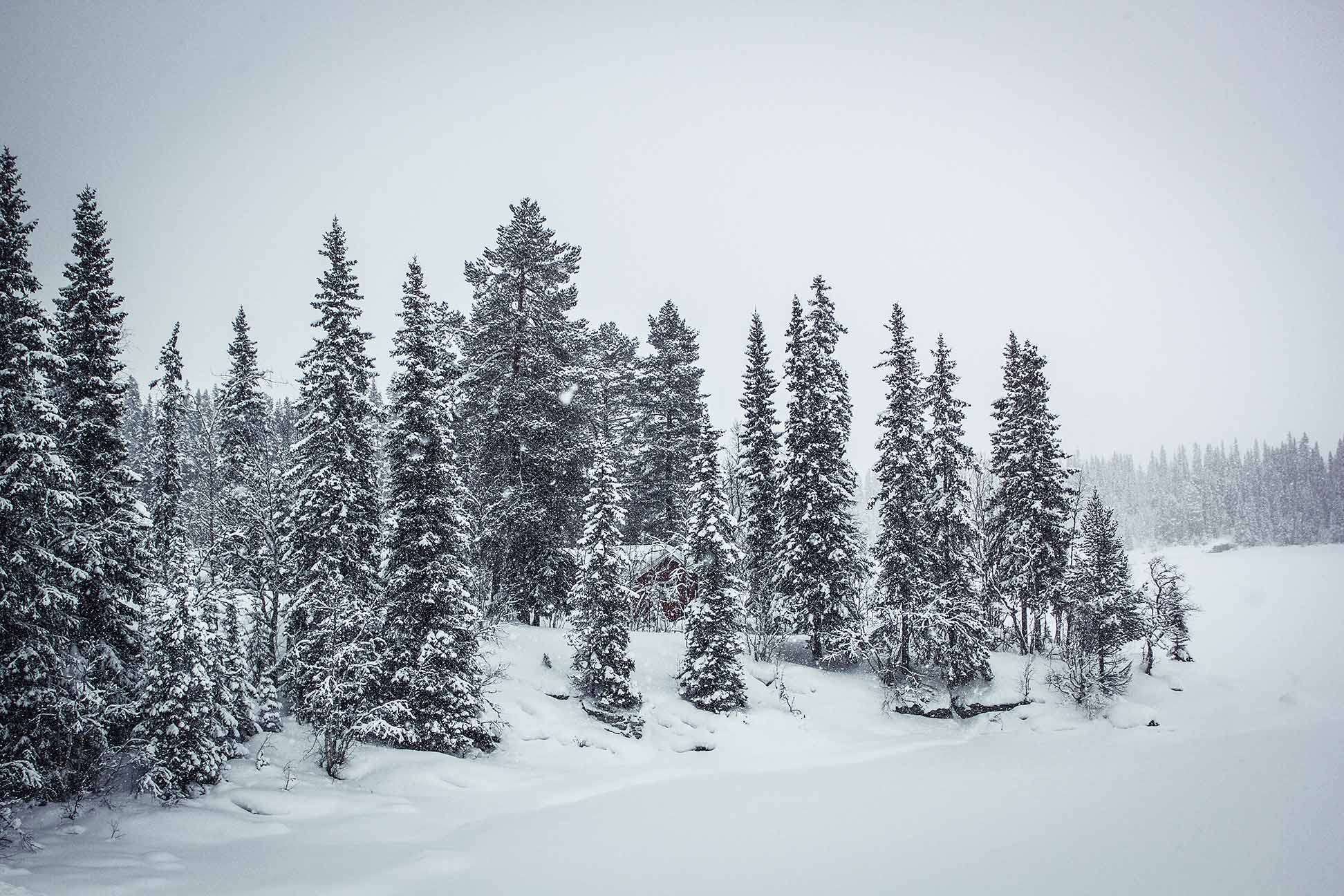 skäckerfjällen kolåsen IMG_8376