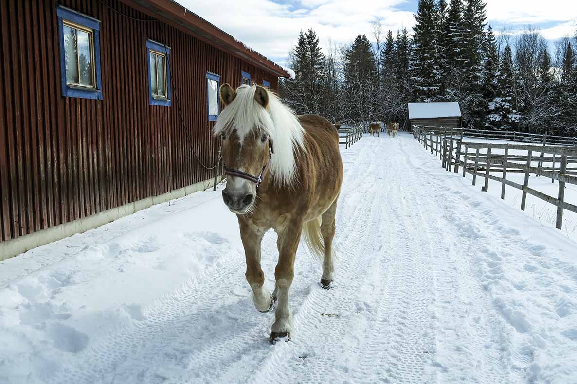 haflinger krok åre 001