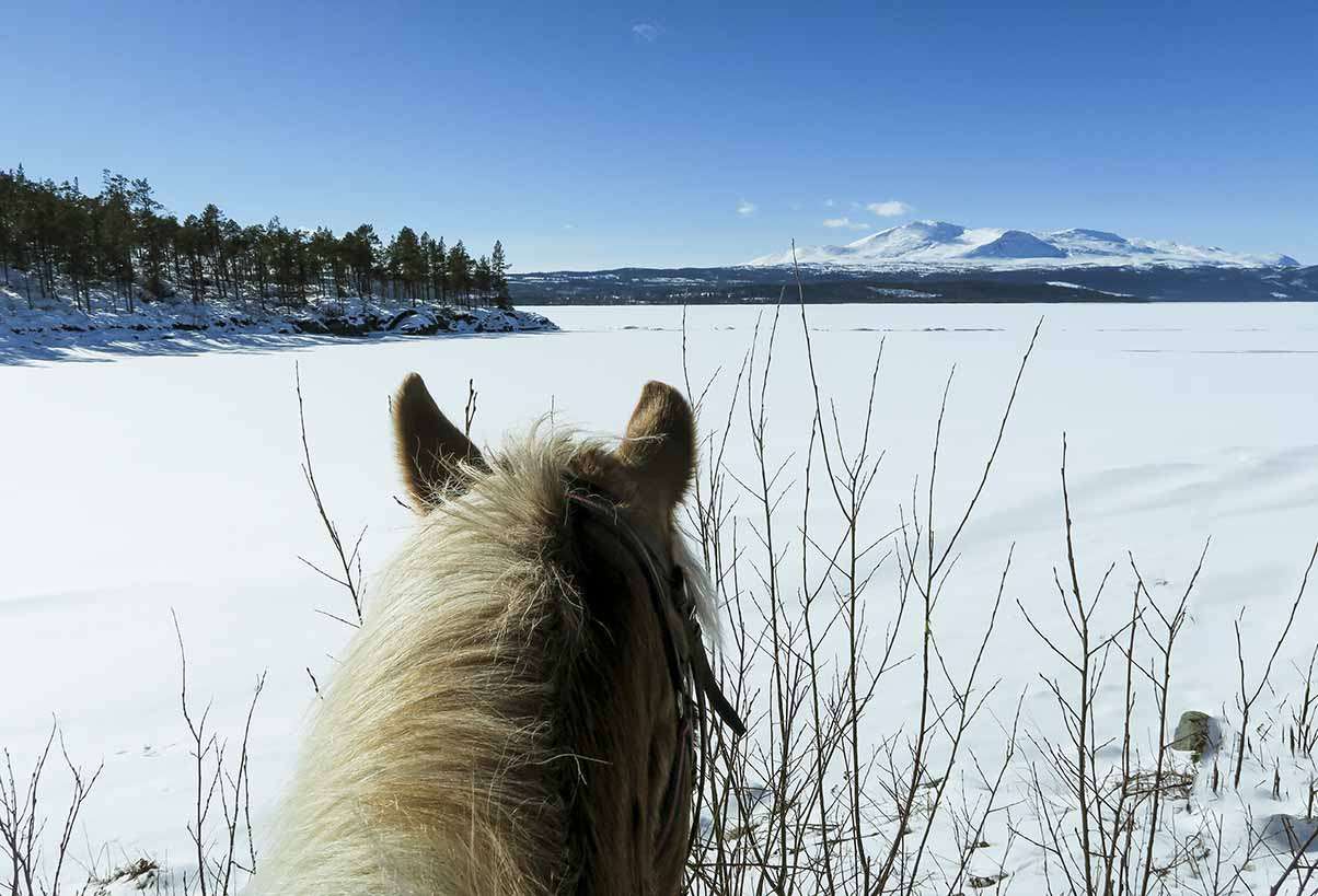 haflinger krok åre 003