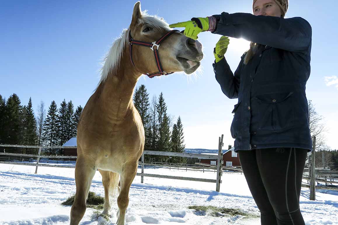 haflinger krok åre 007