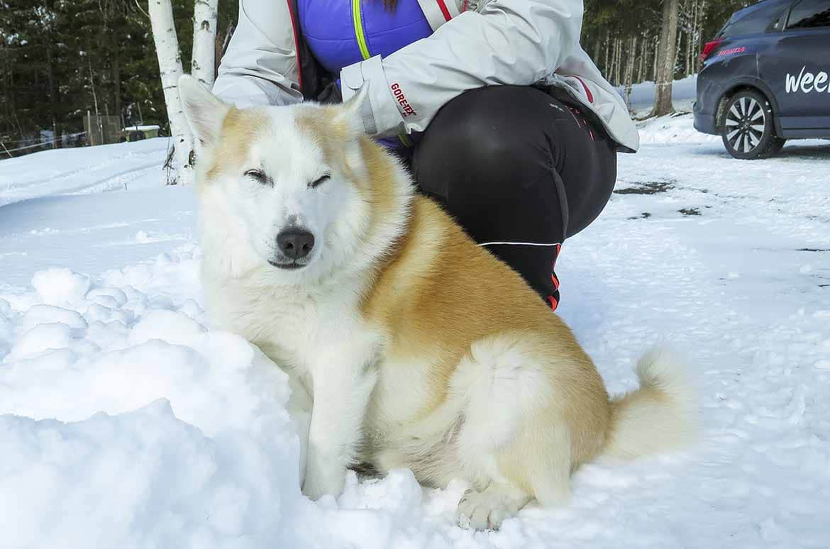 haflinger krok åre 010