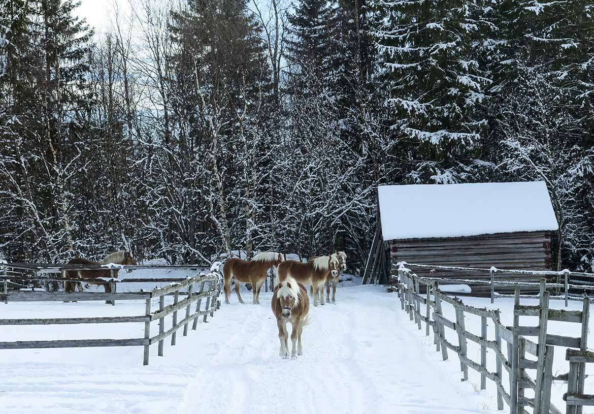 haflinger krok åre 011