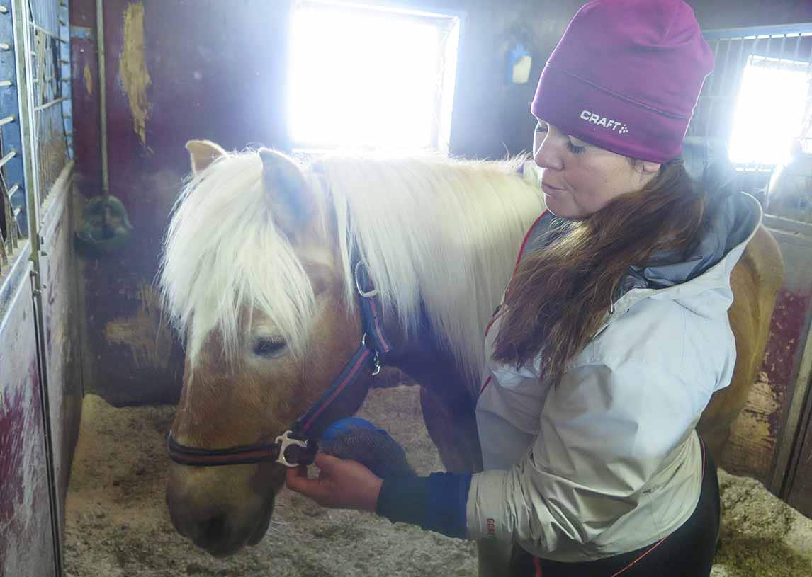 haflinger krok åre 012