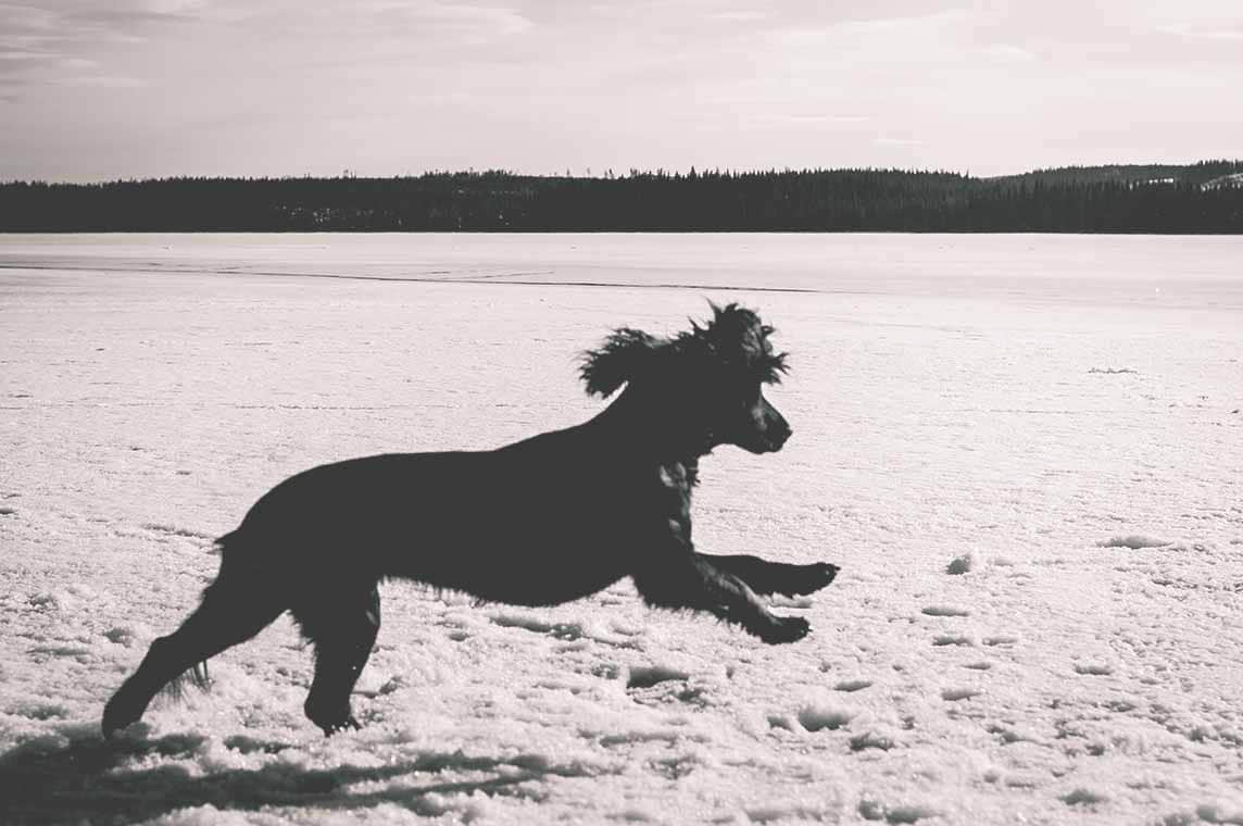 häggsjön åre hazel