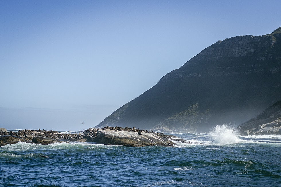 Cape town Hout Bay seal tour