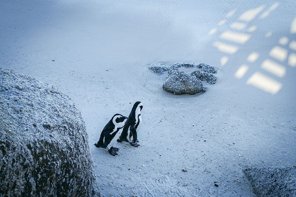 Cape town penguins Boulder's beach